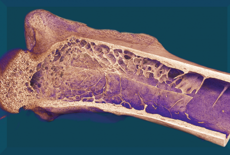 mouse bone cut-away CTVox 1272