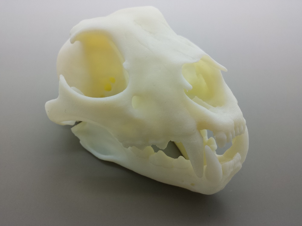 leopardSkull