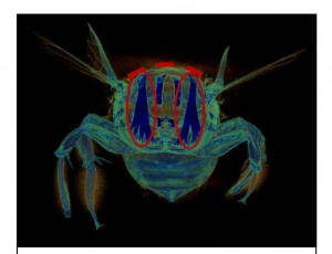 Bee1