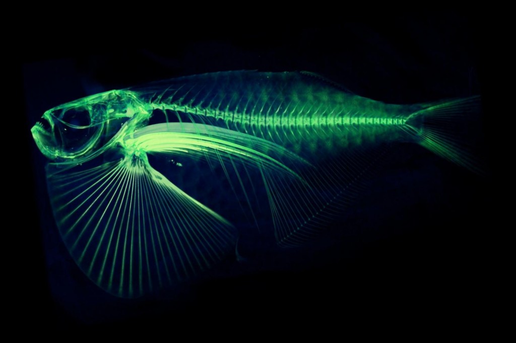 Fish