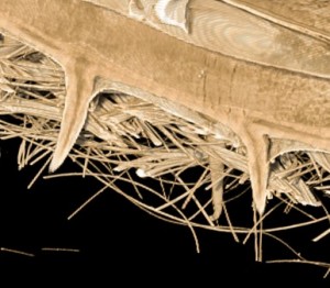 Burr - Hollow Spikes