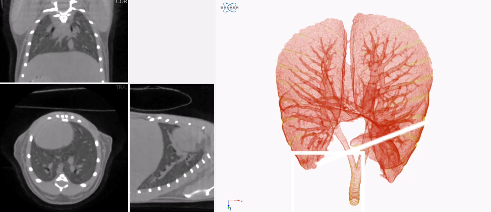 Mouse lungs, calculating volume