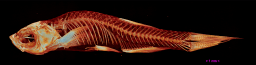 Phenotyping - Zebrafish
