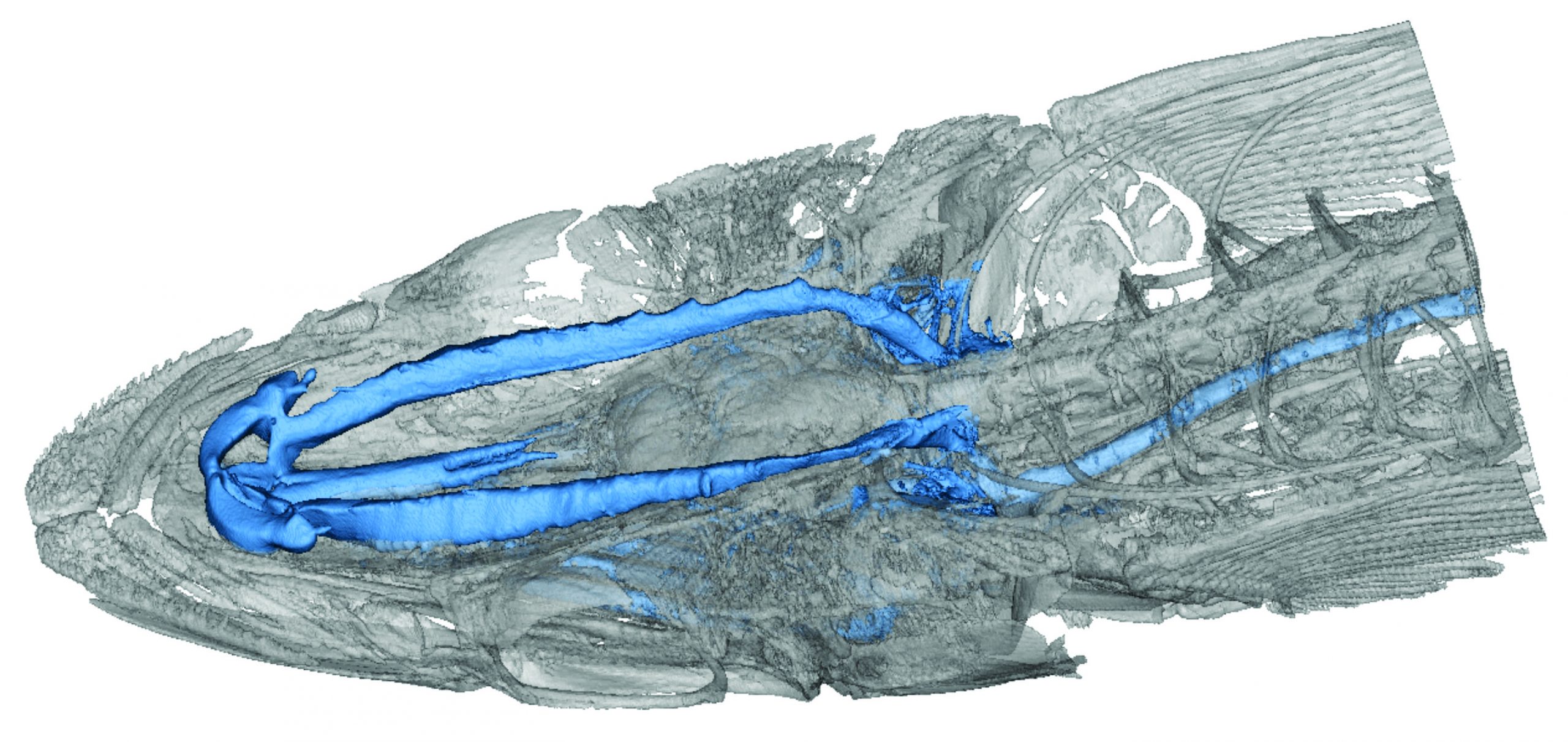 Remora vein