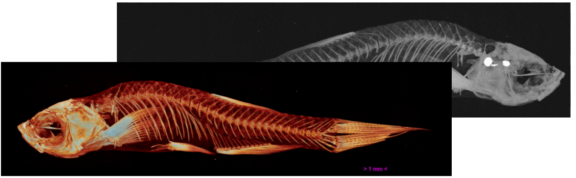 Zebrafish model
